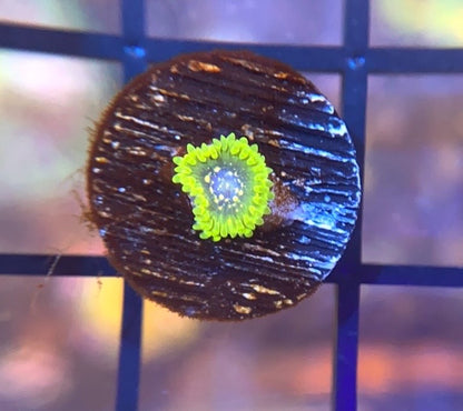 Exosphere Zoas