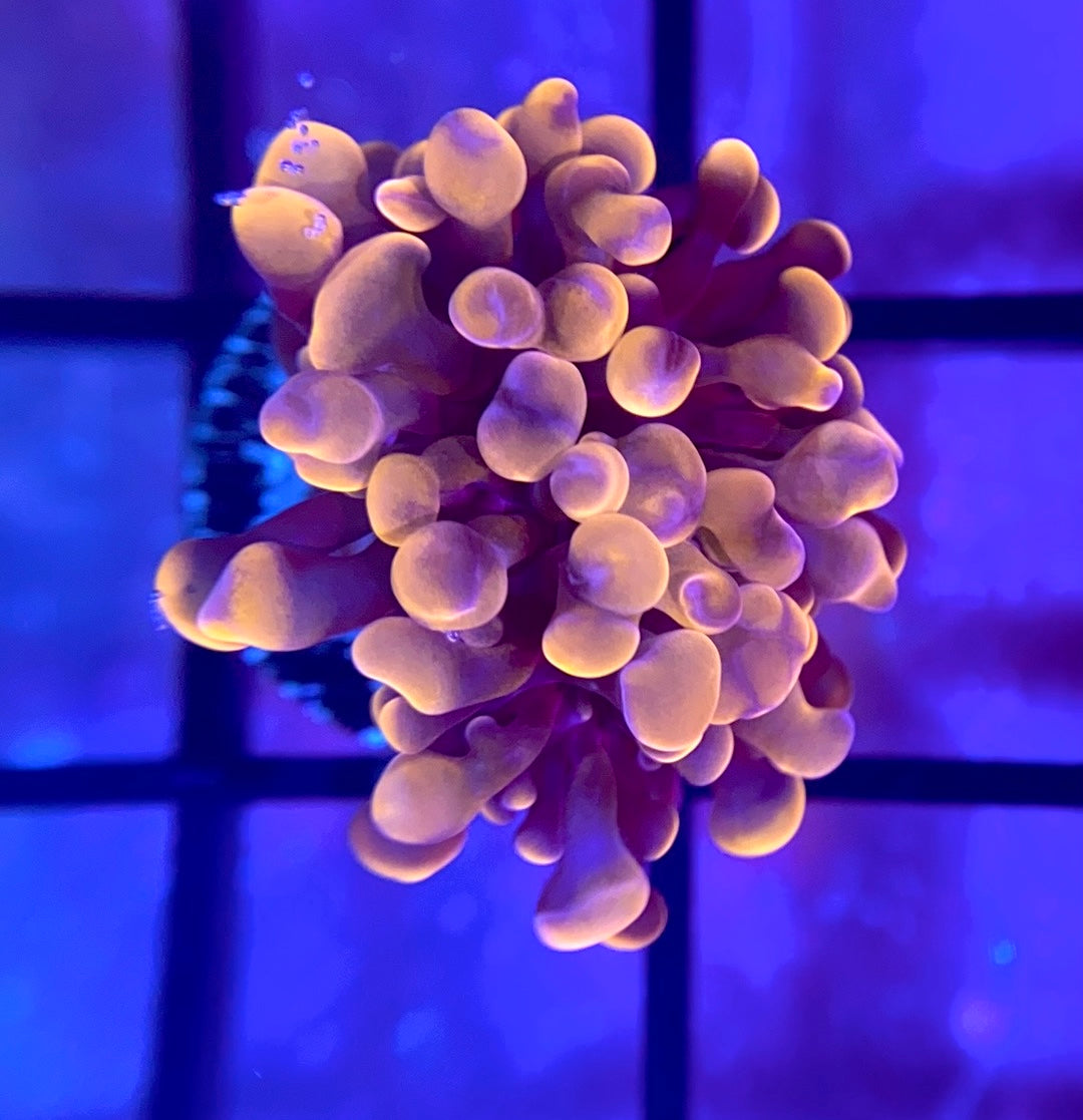 RRG Cinnamon Swirl Hammer