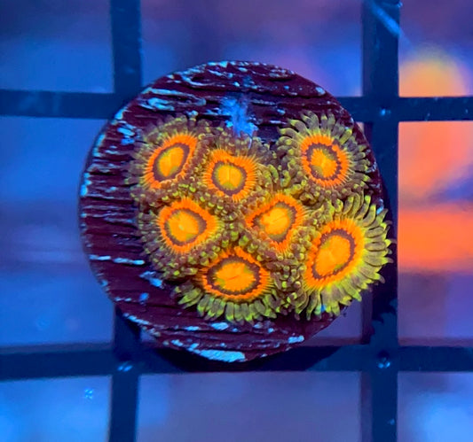 Rainbow Incinerator Zoas