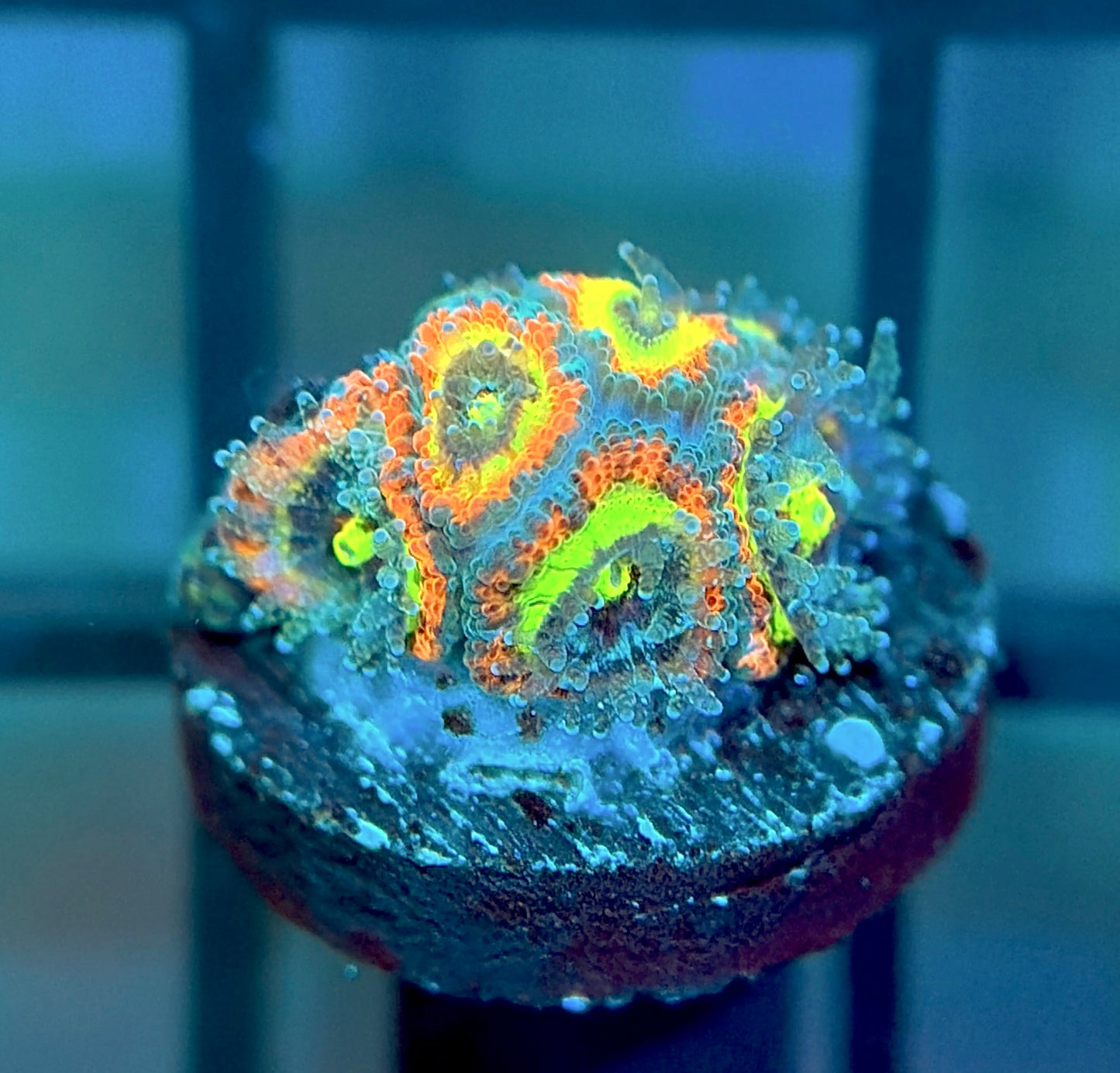 Holy Grail Micromussa