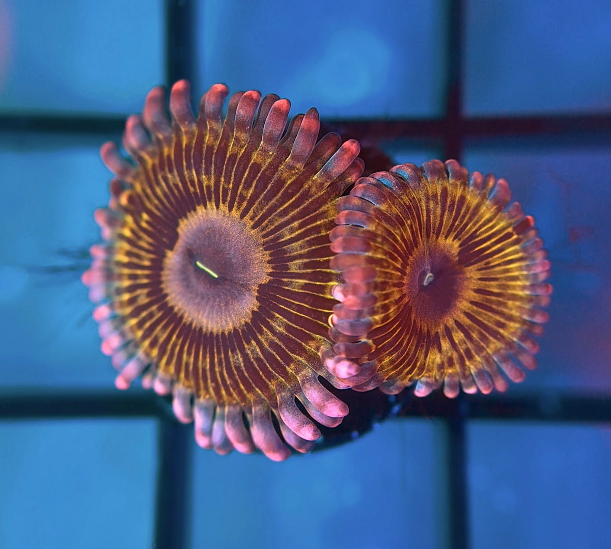 Llama Snack Zoa