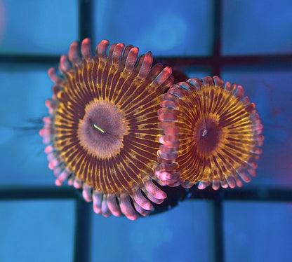 Llama Snack Zoa