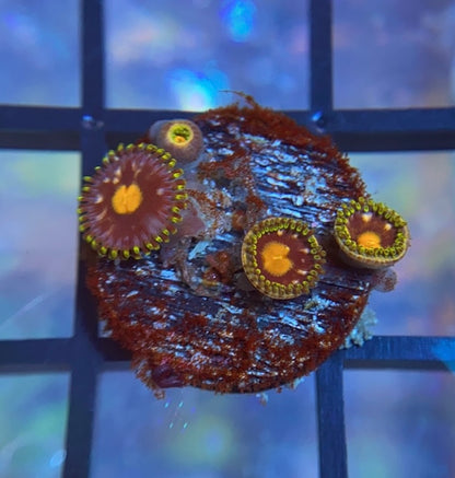 Blowpop Zoas