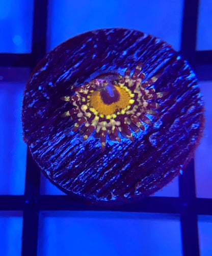 Godbeast Zoas