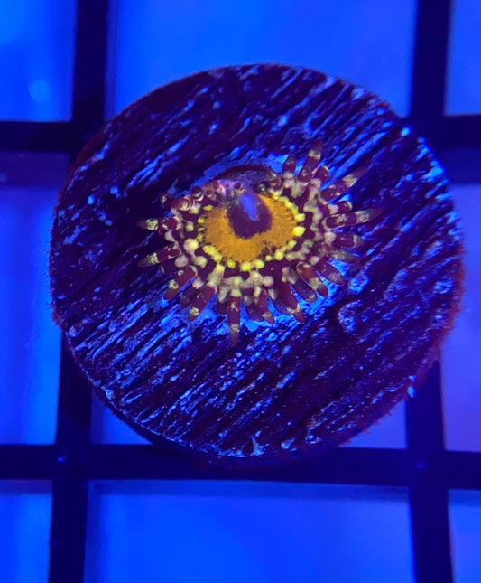 Godbeast Zoas