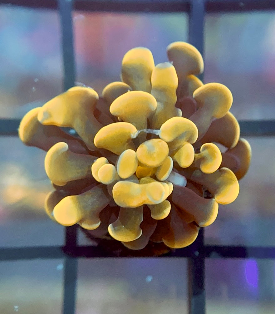 RRG Cinnamon Swirl Hammer