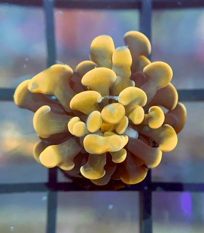 RRG Cinnamon Swirl Hammer