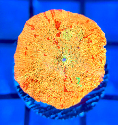 RRG Paint Splatter Jawbreaker