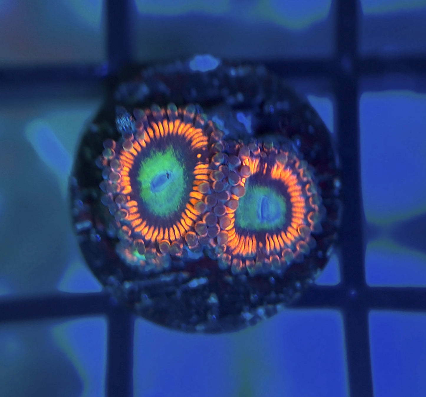 Hyper Phoenix Zoas