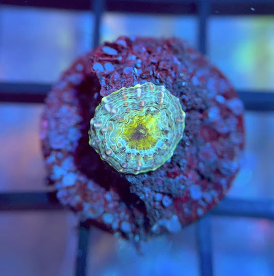 RRG Monsters Inc. Acan Echinata