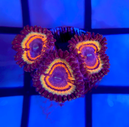 Gravefire Zoas