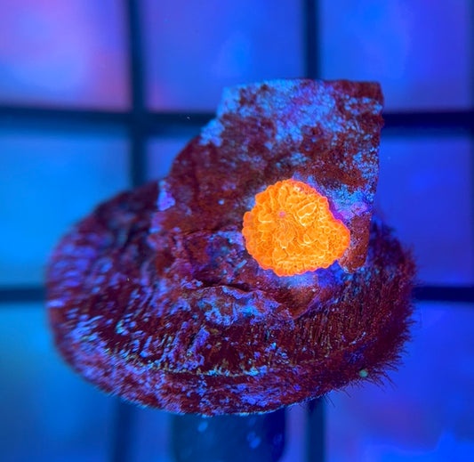 RRG Paint Splatter Jawbreaker