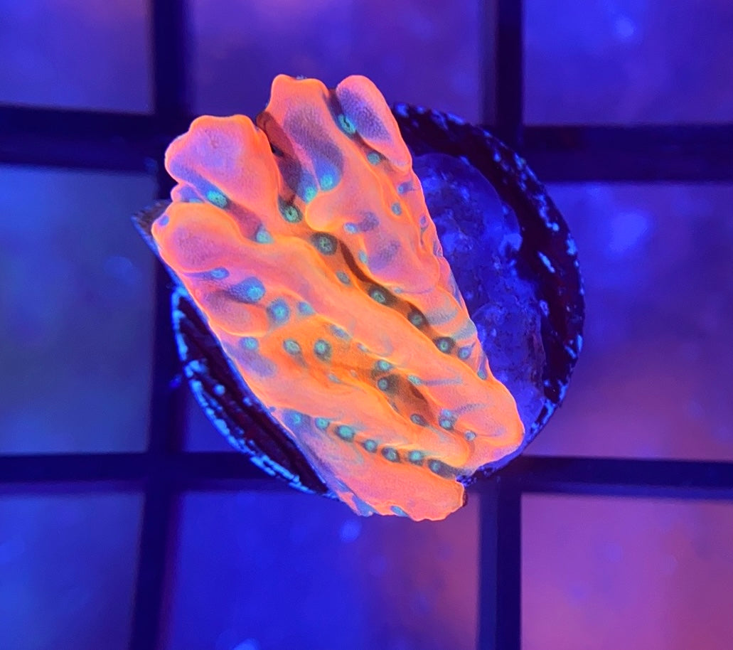 Voodoo Corals Juicy Fruit Montipora