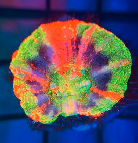 Aquacultured Master Scolymia