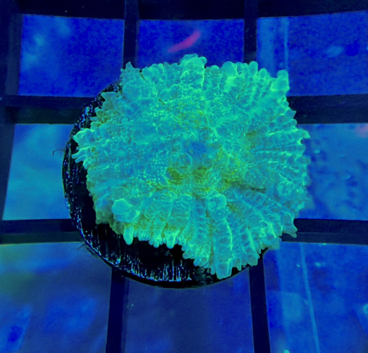 RRG Hulk Bounce Mushroom