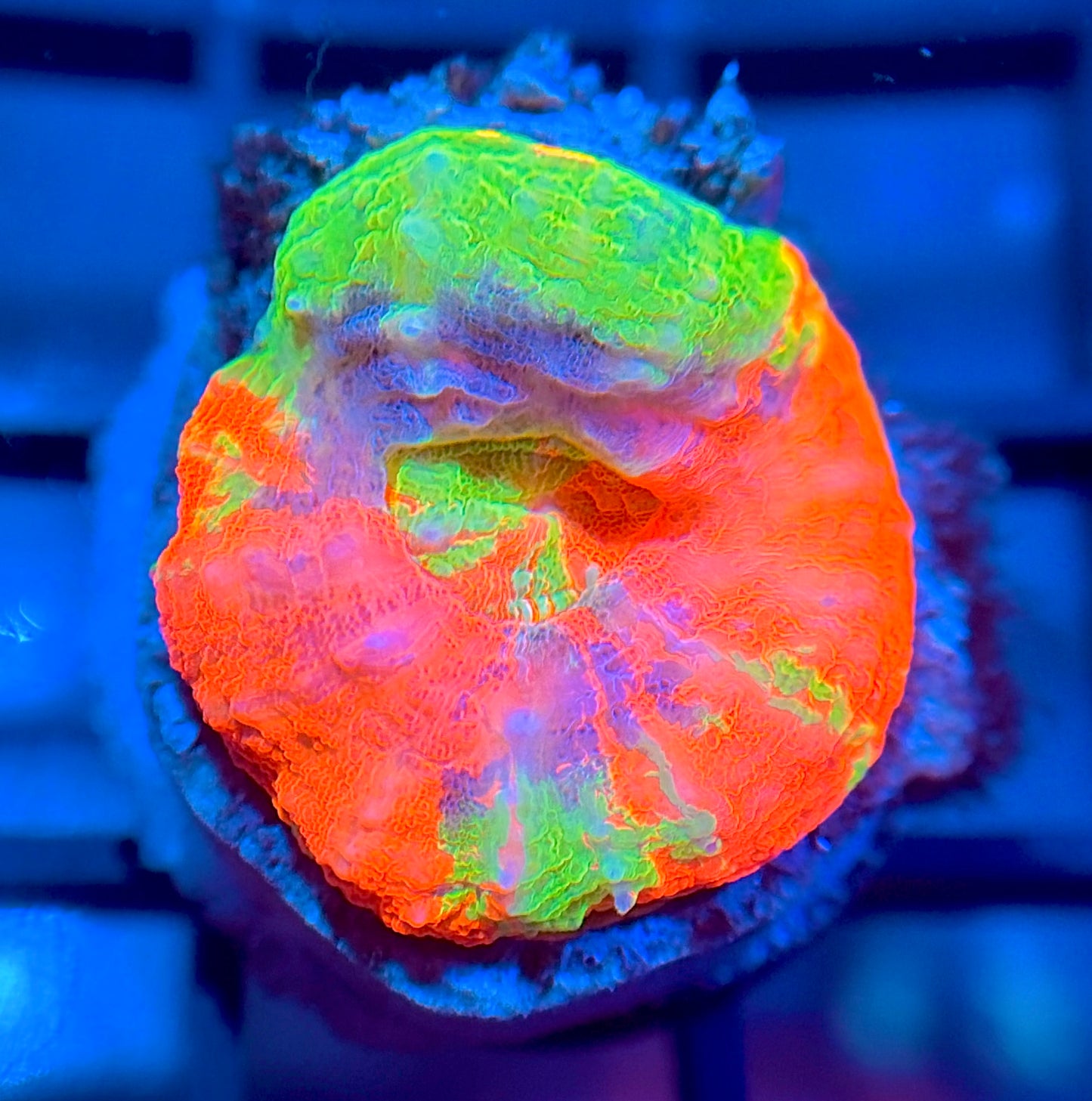 Aquacultured Master Scolymia