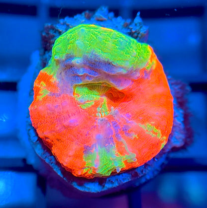 Aquacultured Master Scolymia