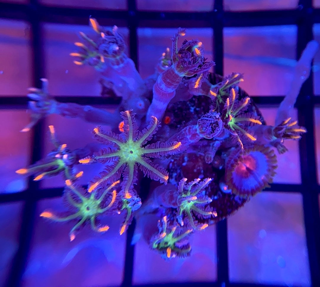 TSA Firework Clove Polyps