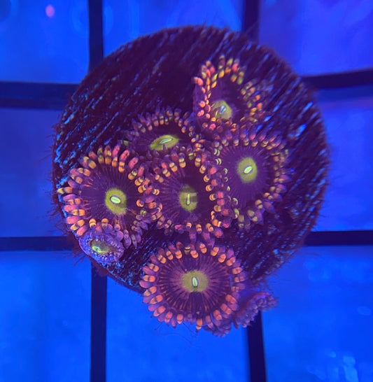 CK Bozo's Birthday Zoas