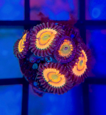 Citrus Cooler Zoas