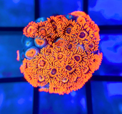 Orange Oxide Zoas