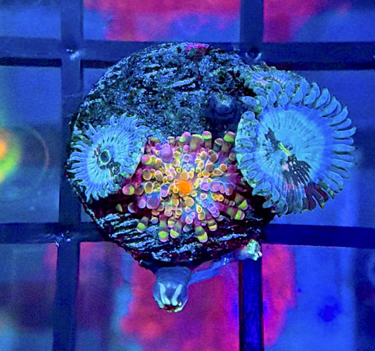 BSA Rainbow Confetti Yuma