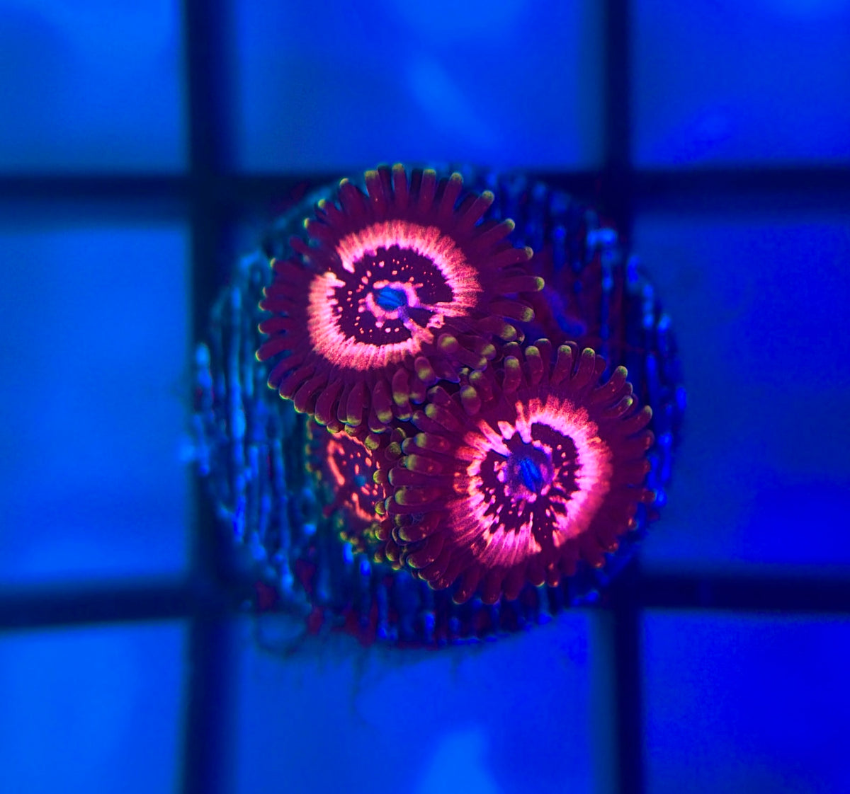 WWC Taser Zoas
