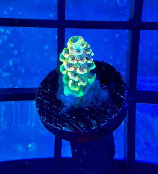 RRC Rainbow Splice Mille