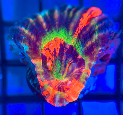 Aquacultured Master Scolymia