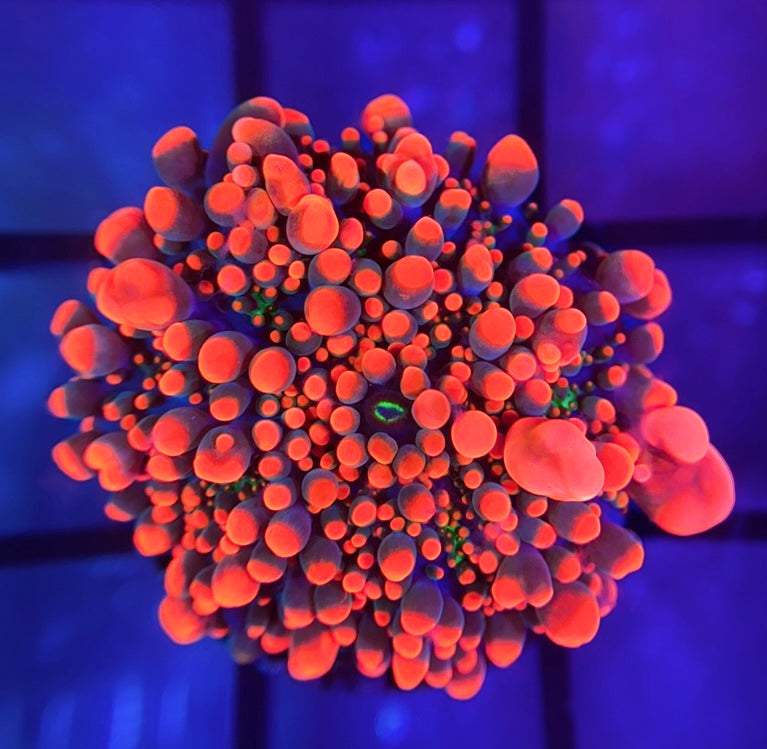 Bloodbath Godzilla Bounce Yuma