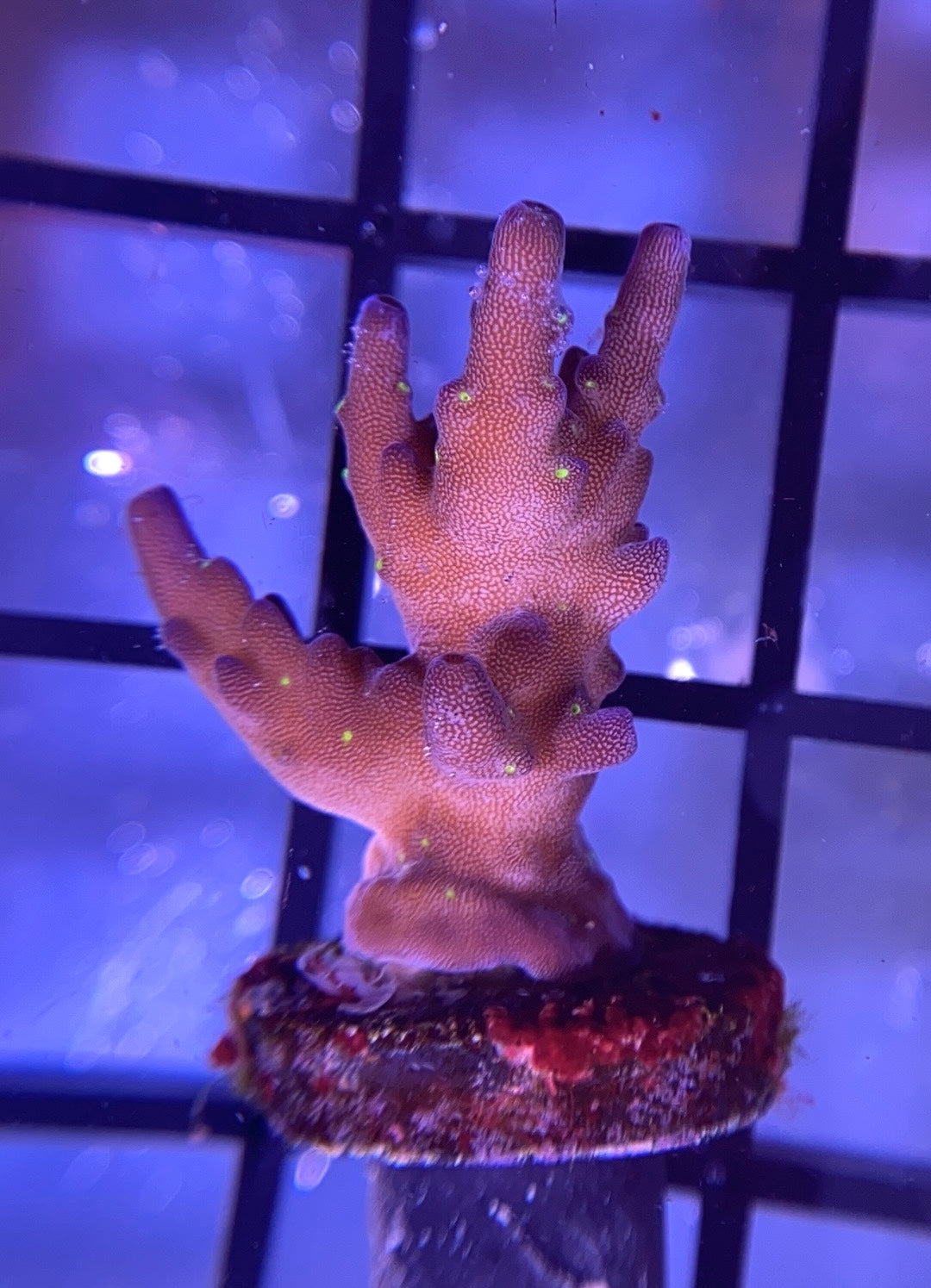 Garf Bonsai Acro