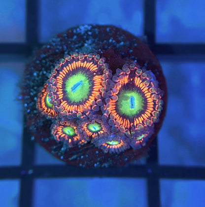 Hyper Phoenix Zoas