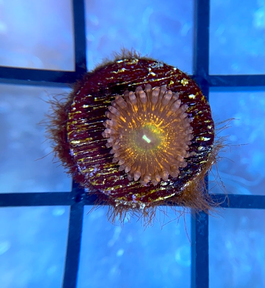 CB Krak Gods Zoas