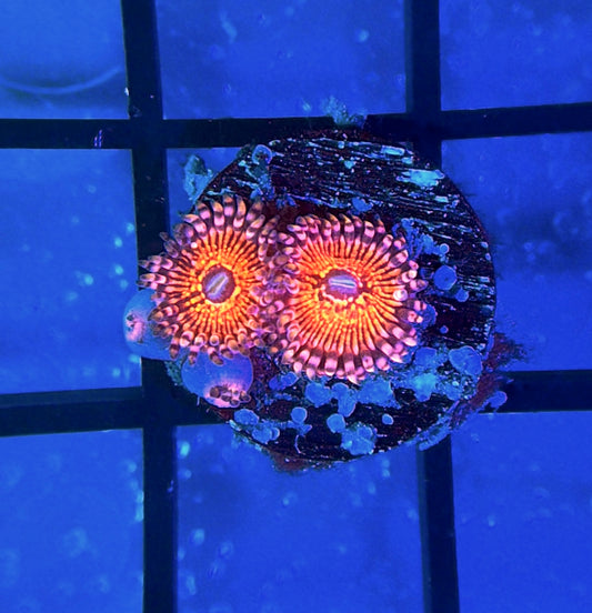 Nightcrawler Zoas