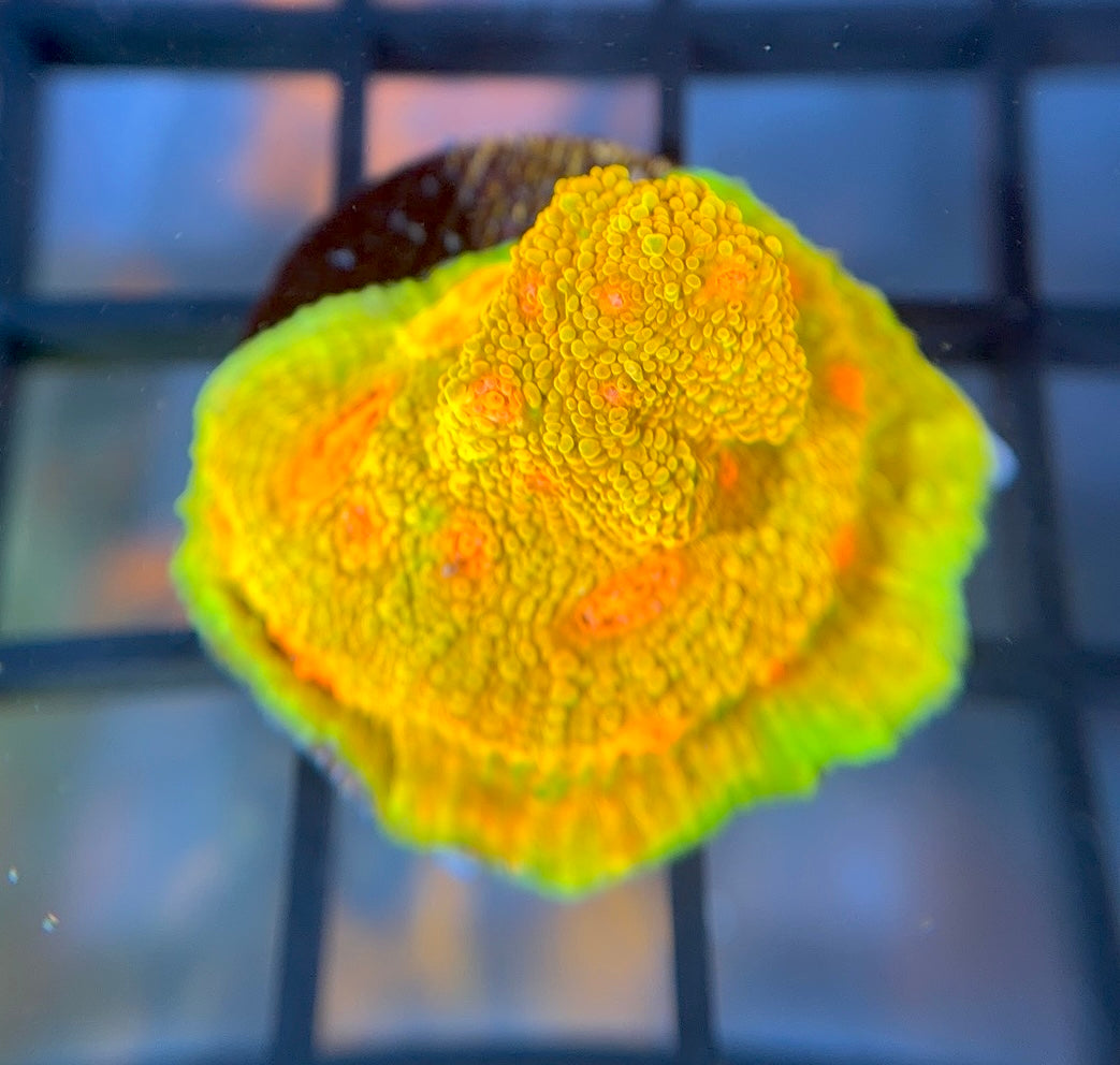 CCA Crayola Meltdown Chalice