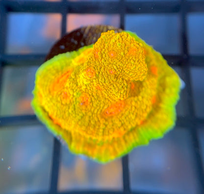 CCA Crayola Meltdown Chalice