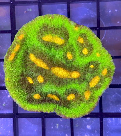 JF Raja Rampage Chalice