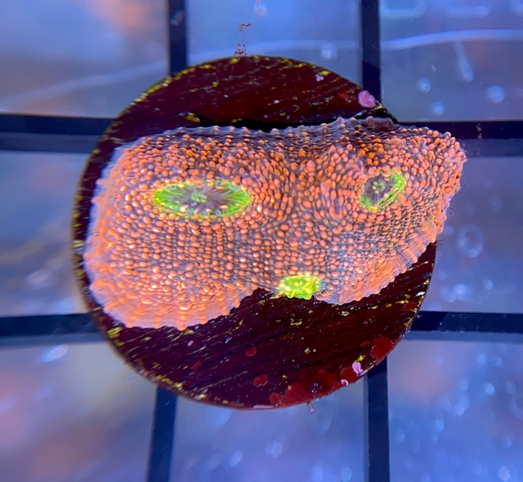 WWC Pink Boobies Chalice