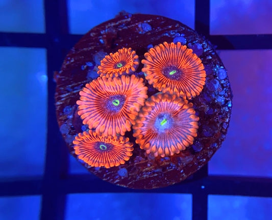Magician Zoas