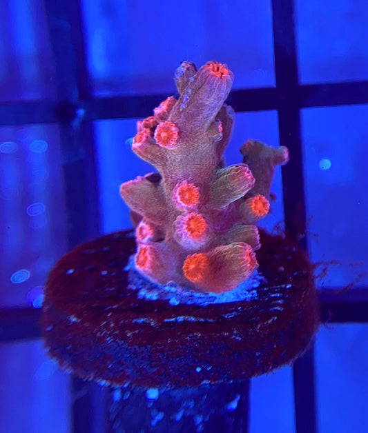 Strawberry Branching Cyphastrea