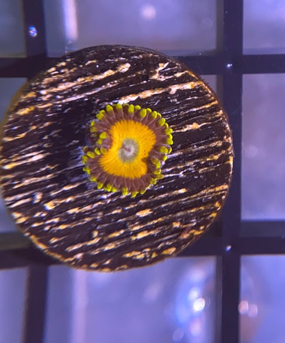 Scrambled Eggs Zoas