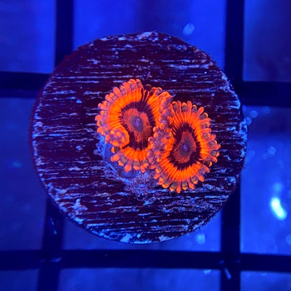 CB El Corazon Zoas