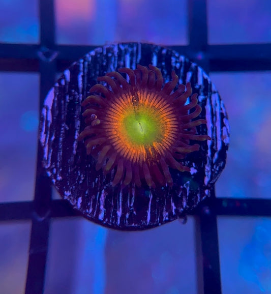 RRG Sunbeam Tiger Zoas