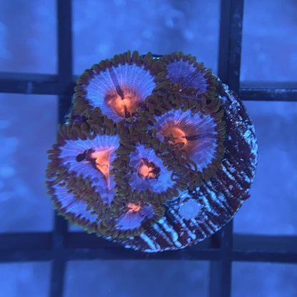 Miami Vice Zoas