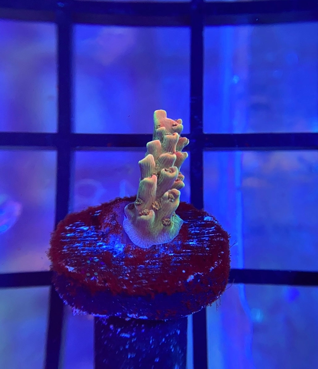 TSA Bill Murray Acropora