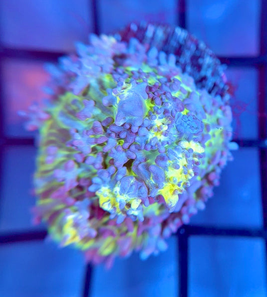 RRG Lemonade Bounce Mushroom