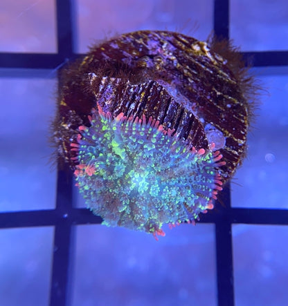 Mardi Gras Bounce Mushroom