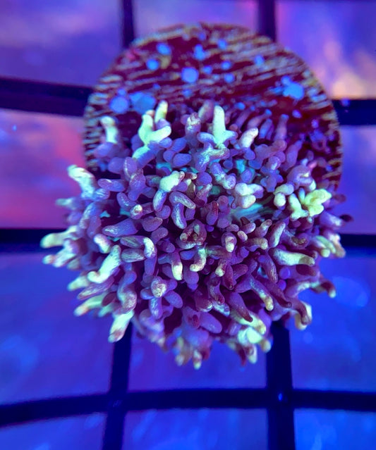 RRG Gummy Bear Bounce Mushroom