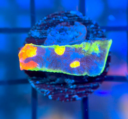 WWC Jellybean Chalice