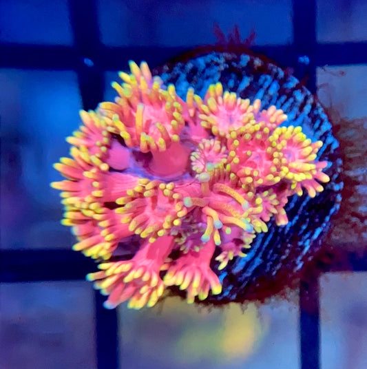RRG Strawberry Burst Goni